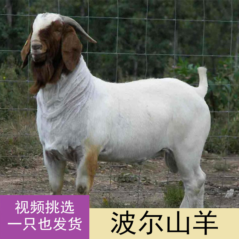 純種波爾山羊種羊活體波爾山羊懷孕母羊種公羊小羊羔種羊養殖技術