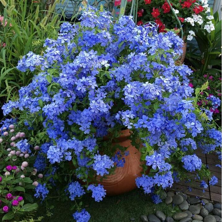 蓝花亚麻种子耐寒耐阴春秋播种多年生园林室外景观花坛庭院花种子|ms
