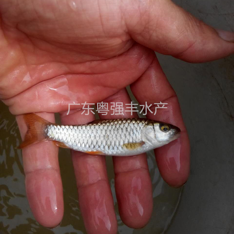 苗場供應青竹鲩魚苗 水産養殖軍魚苗出售 淡水軍魚苗活體供應