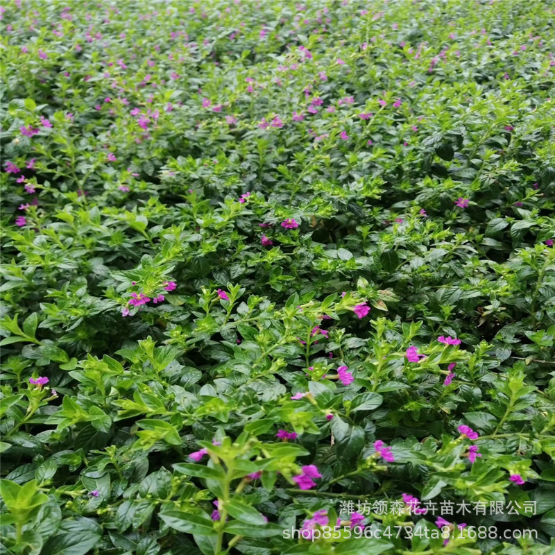 绿化满天星介绍,绿化用满天星,夏堇的花语和寓意(第21页)_大山谷图库