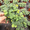 The base batch mimosa small potted Guangzhou flower market indoor and outdoor fun ornamental leaves