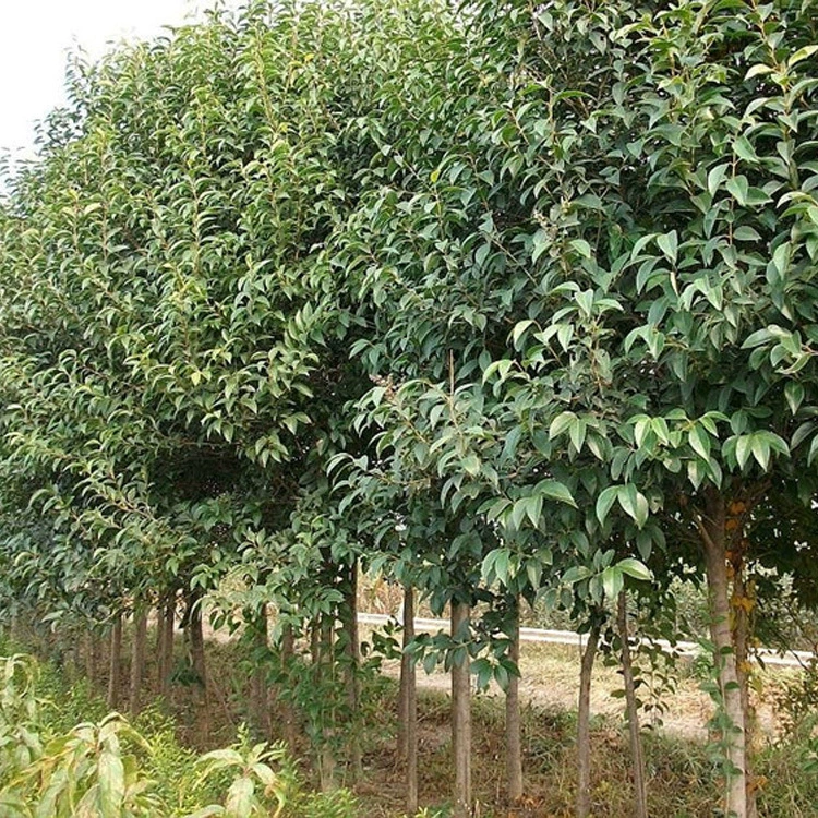 Уличное дерево Высокий стебель Большой лист Ligustrum lucidum Рассада Открытое поле Нормальный цвет Лист Зеленый цвет Дерево Красивое садовое растение Дерево