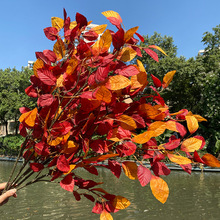 4ɫ3�������~ë���~ ����ߙn��ɫ��c��Y��ܛ�b��ֲ�� �S�����l