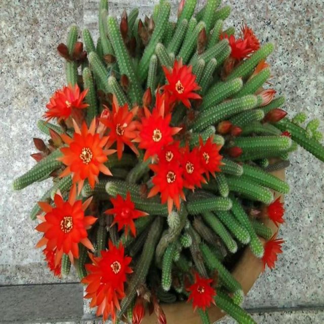 新品毛毛虫亮红仙人指多肉植物带花金手指盆栽绿植花衫俏