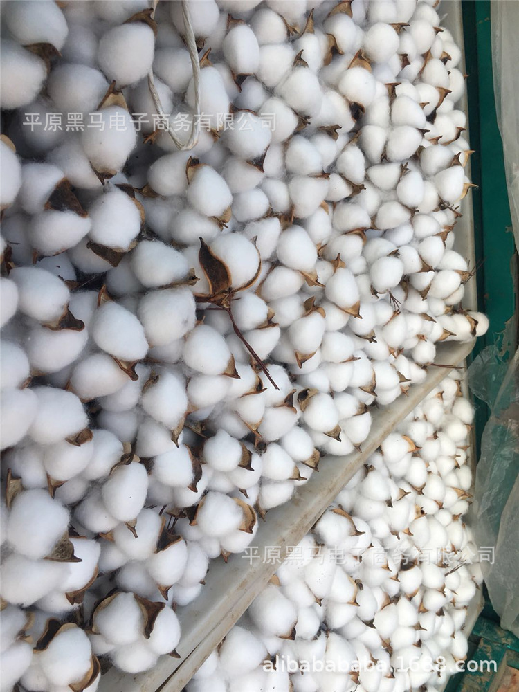 棉花头