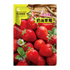 Cream fruit strawberry four seasons indoor, factory direct supply