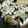 Seedling Base Direct Selling Small Potted Plant Jiulixiang Supply Green Seedlings and Flower Potted Green Plant