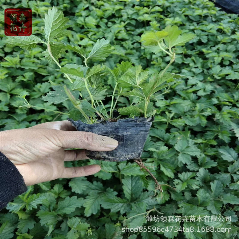 Защитная трава для склонов, трехлистная и пятилистная роза, инженерные саженцы для зеленения и горшечные растения с полными характеристиками