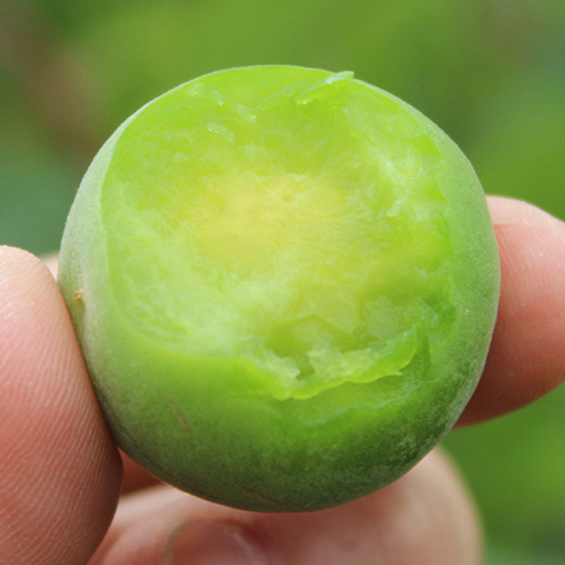 青梅苗树苗青口梅酸梅苗乌梅种植梅子树嫁接苗实生苗南方当年结果