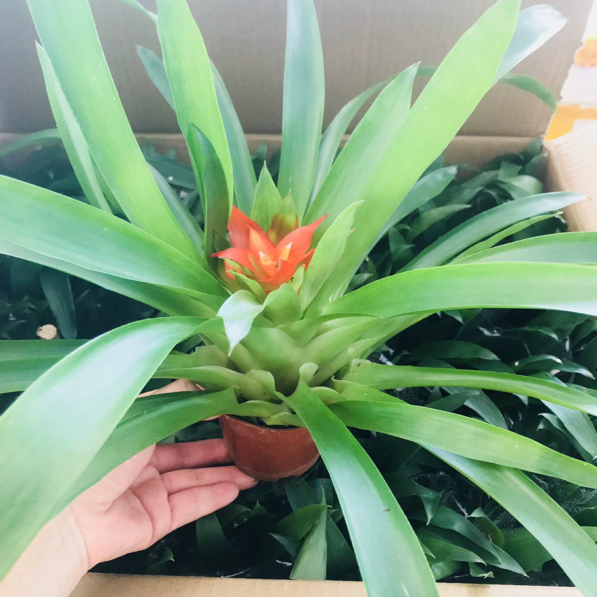 Оптовая продажа сочных зеленых растений цветы в горшках Крытый Рабочий стол Four Seasons вечнозеленый очищенный воздух Красная звезда зеленые растения цветы