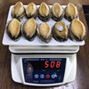 fresh Quick-freeze Abalone Girth Freezing Abalone precooked and ready to be eaten Seafood Restaurant hotel Feast supply