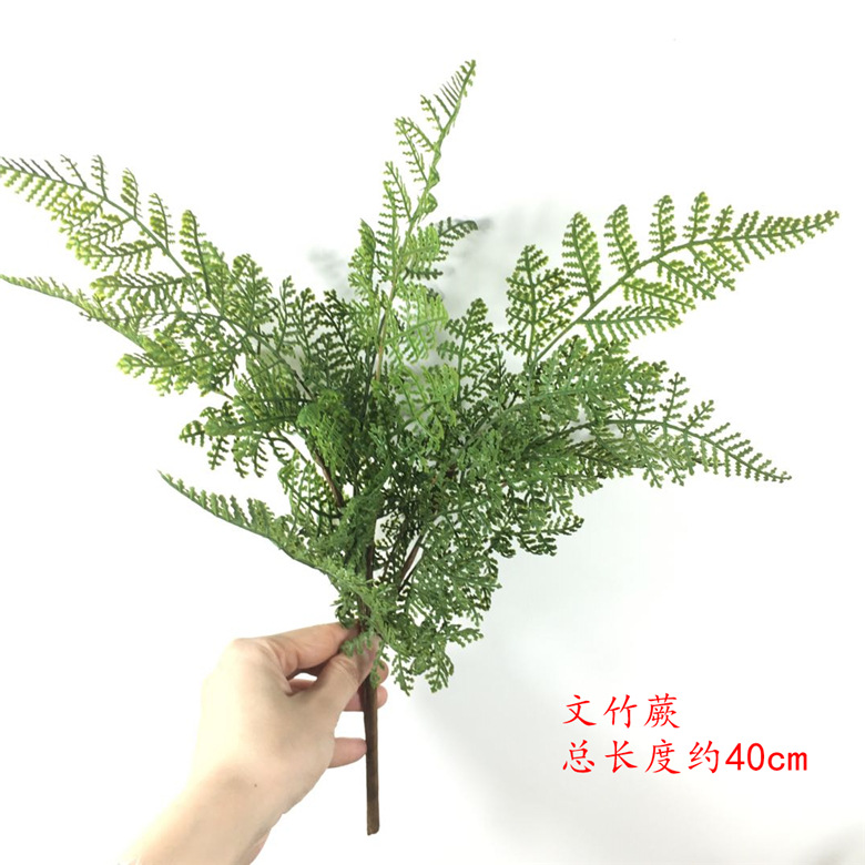 中波斯草01.jpg