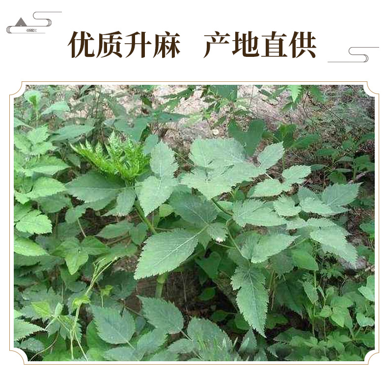 Cimicifuga Rhizome Sheng Ma 升麻 Dried Herb 500g Traditional TCM Decoction Ingredient key features