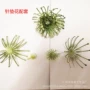 工艺植物水族仿真插花