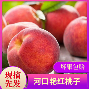 Устье реки Дандонг Yan Red Peach теперь выбирает свежие фруктовые персики хрустящие сладкие и вкусные персики 10 фунтов