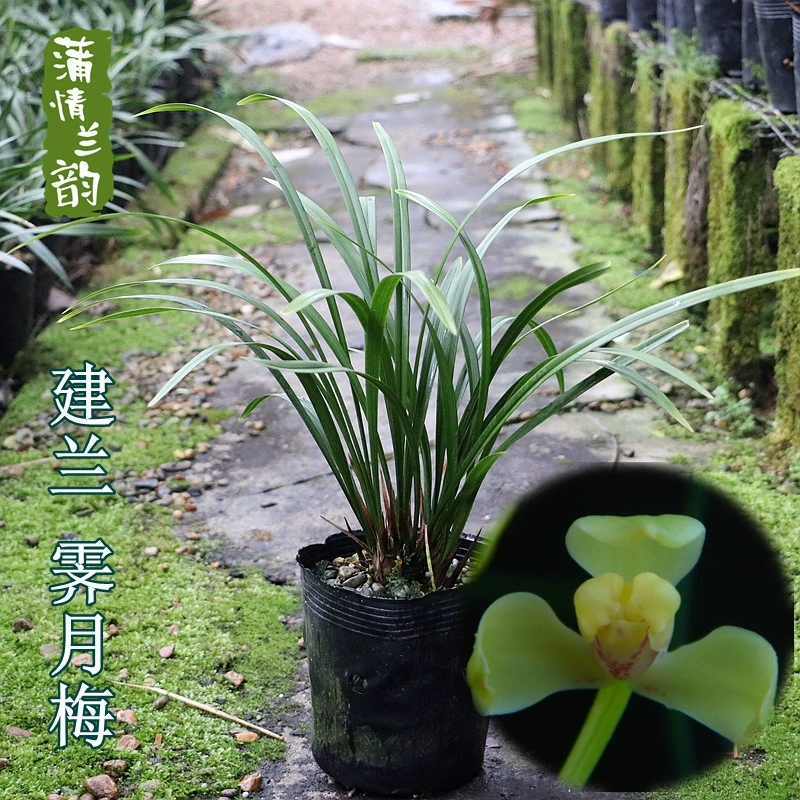 Jianlan Four Seasons Орхидея Джи Юэ Мэй Лучжоу-аромат рассады орхидеи комнатная зеленая посадка цветочное растение в горшке