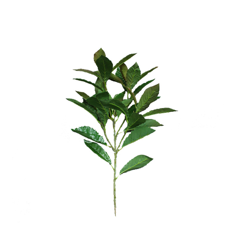 XRB-148 夏栎5叉枝2.jpg