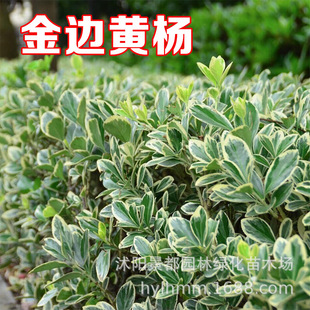 ��߅�S��С�����ļ�����G��������WУ�������~�h�ʘ���ͥԺ��ɫ