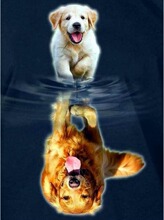 ��С����Ӱ�����ʯ��ʮ�ֽ�