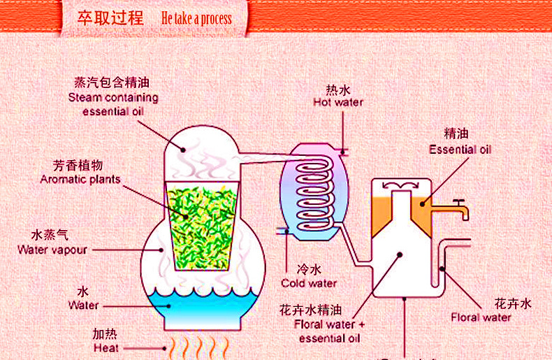 A-精油制造过程