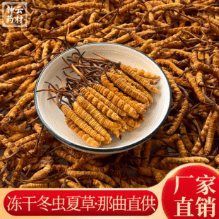 Naqu Cordyceps Sinensis Оптовая замороженная сушена