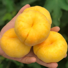 陕西现摘黄金油蟠桃4.5-5斤新鲜油桃应季孕妇水果