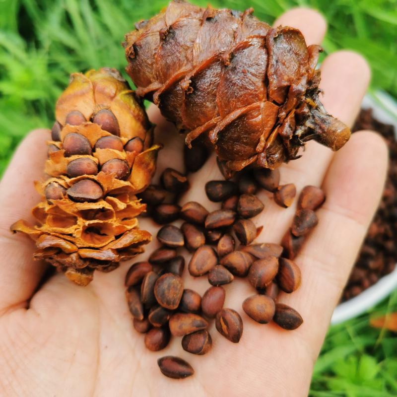 Place of Origin Deliver goods Daxinganling wild brine Pine nuts Mason pine Pine 500g New products are thin