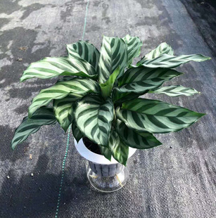 Base Direct Supply of Foliage Florals and Green Plants, Small Potted Florals and Plants for Environmental Layout, Hydroponic Green Leaf Arrowroot