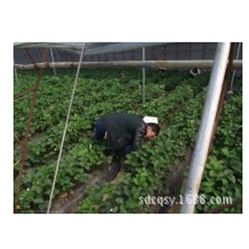 Fábrica al por mayor de cría especial de polietileno de alta presión de flujo de longevidad caída de alta temperatura película de 2 m de ancho a 20 m de ancho