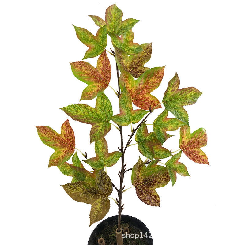 XRB-158 三角枫秋.jpg