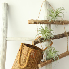 Bromeliad artificial flower manufacturer air grass home decoration wedding hand held flower wall plant wall artificial flower MW17691