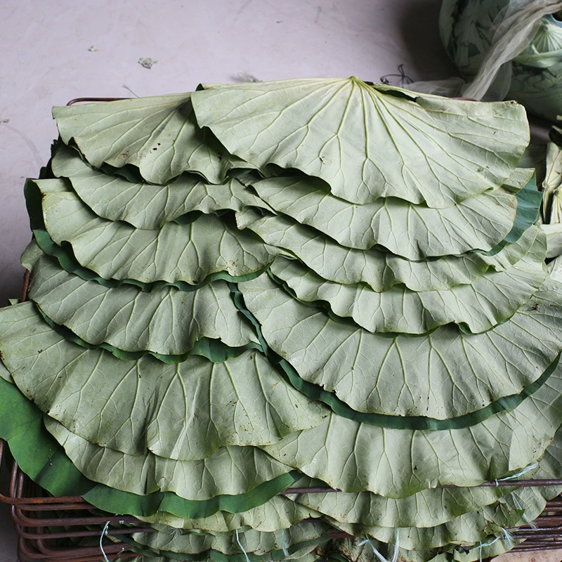 [Dingxin] Экспорт листьев лотоса радиусом от 25 см до 35 см