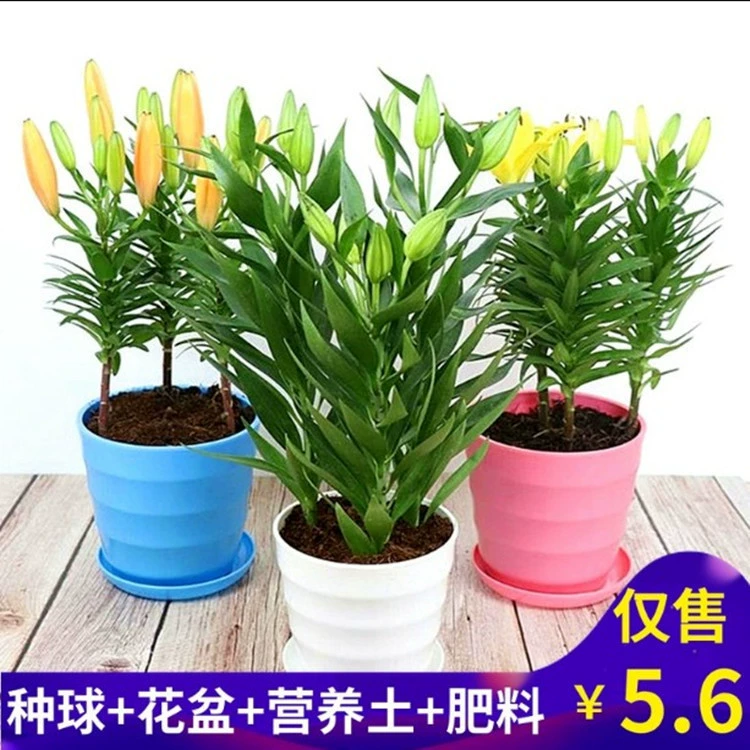 Духи Лилии в горшках луковица лилии в помещении и на улице ароматные четырехсезонные цветения на балконе растения хорошие цветы