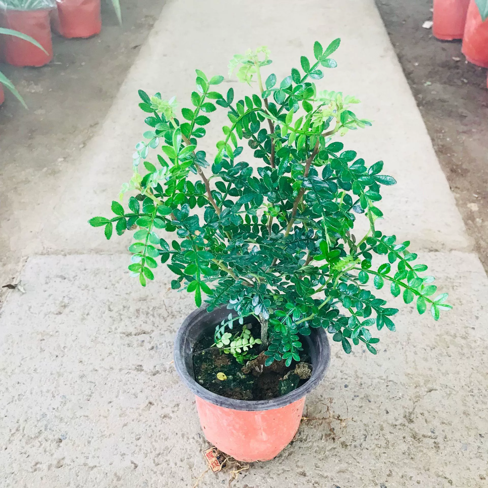 Крытый балкон Двор Горшечные растения Все сезоны Вечнозеленое очищенный воздух Зеленое растение Ароматный запах дерева Ароматный вид листьев Горшечное растение