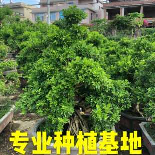 �����������辰���l Ȫ�����������㘶�^�r�� �V��������Ř�����