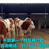 Calf culture Simmental Calf Price Cattle market Price analysis Calf How many?