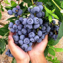 果樹苗盆栽果樹藍莓苗黑珍珠藍莓樹苗南方北方帶原土發貨當年結果