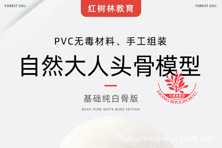 1 正常头骨纯白.jpg