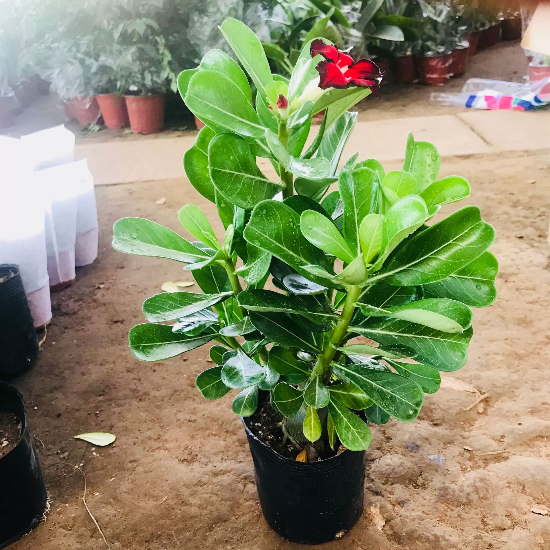 Четыре сезона цветения Роза двойные зеленые растения цветы пустынная Роза комнатная и уличная Цветочная Роза в горшках оптом пустынная Роза