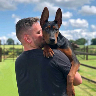 虎犬圖片 海量高清虎犬圖片大全 阿里巴巴