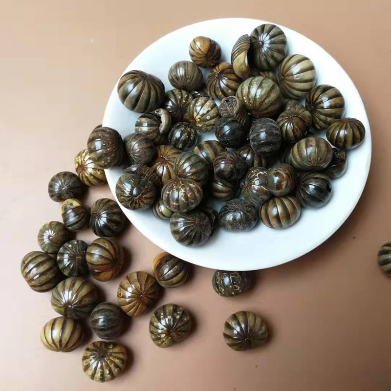 Gun Shan Chong Dried Insect Herb 500g Traditional Chinese Herbal Material quality and texture