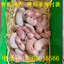個體養殖比利時種兔肉兔品種公羊兔價格一年十窩一窩15只