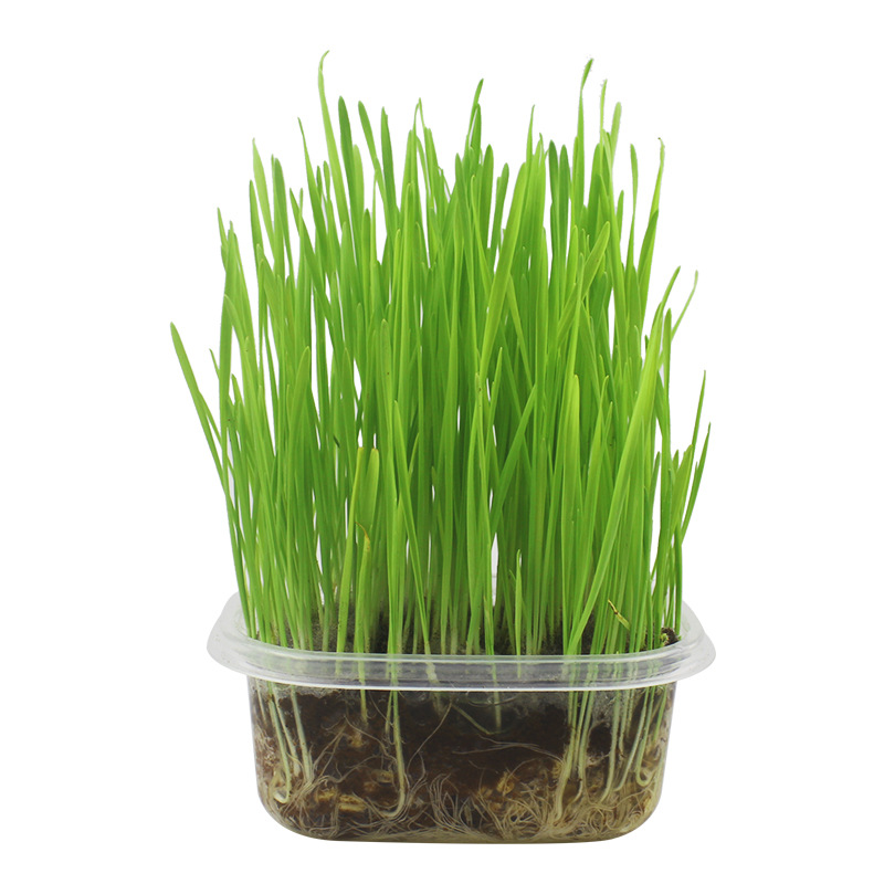 grano de gato semilla de trigo en maceta caja de cultivo de suelo bandeja de cultivo de plántulas gato perezoso menta gatos pequeños productos de bocadillos de grano de lana