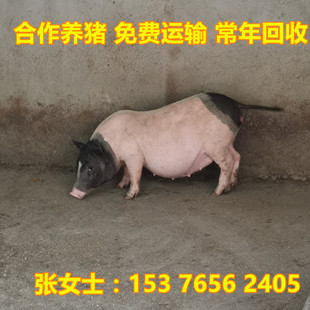 Кооперативные свиньи, продающие саженцы благовоний круглый год, беременность, Bama Siangpu Online Consultion
