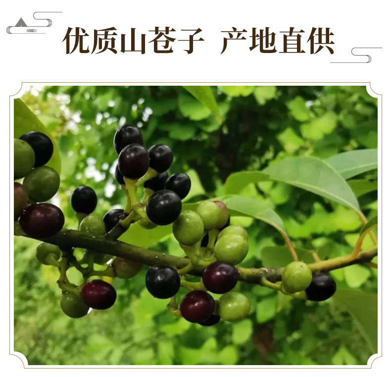 Bichengqie Mountain Pepper Fruit Dried Litsea Cubeba Culinary Herb 500g key features