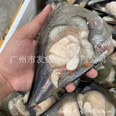 带壳半壳带子 半壳江瑶贝 冷冻海鲜海产品海鲜自助15斤/箱/110只