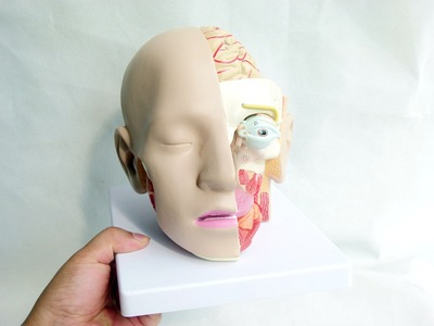 人体头部解剖模型 头颅附脑动脉模型 眼球口腔咽枕骨颅底解剖模型