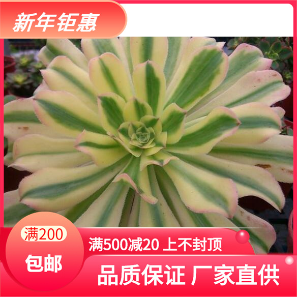 Tianyu. Miao beheaded Magpie Succulent Seedlings wholesale