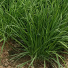 Hanzhong winter leek seeds leeks white root old seeds, chives, leeks, four seasons of vegetable species