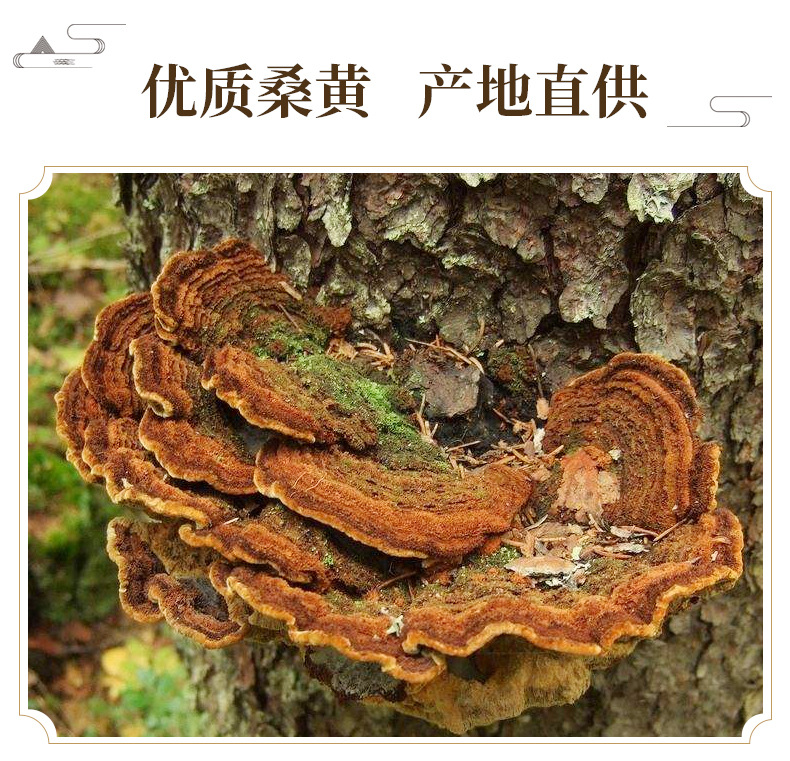 Sang Huang Mulberry Yellow Fungus Dried Slices 500g Traditional Herbal Decoction Ingredient key features